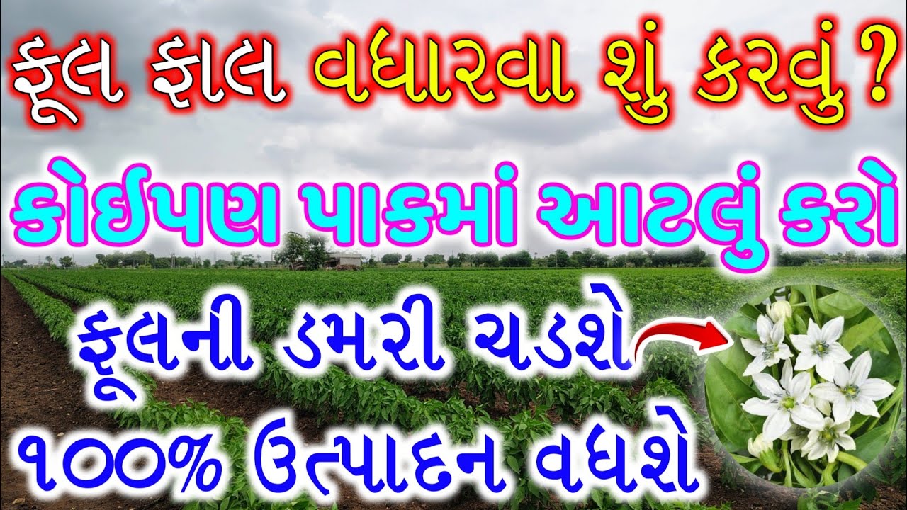 કોઈપણ પાકમાં ફૂલ ફાલ વધારવા આટલું કરો | ૧૦૦% ઉત્પાદન માં ફેર પડશે | ખેતી નું ભવિષ્ય