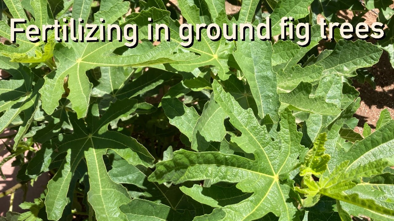 Fertilizing in ground fig trees