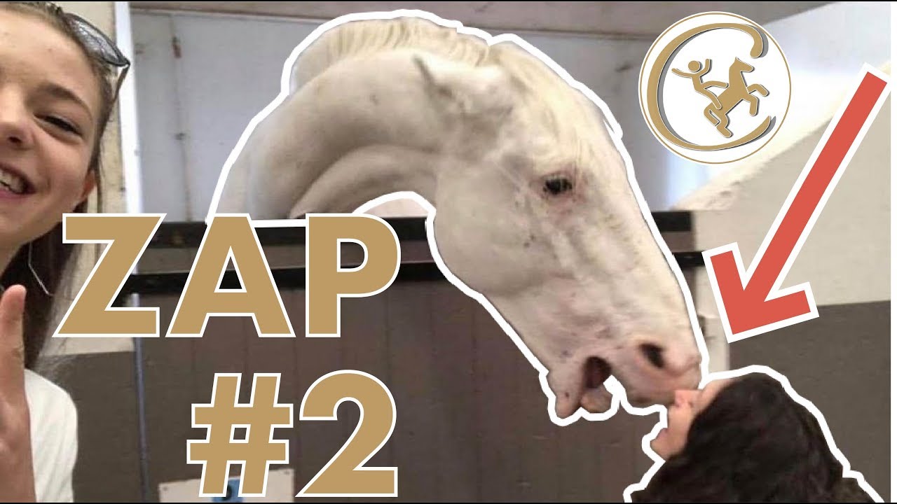 ZAP CHEVAL MEME #2