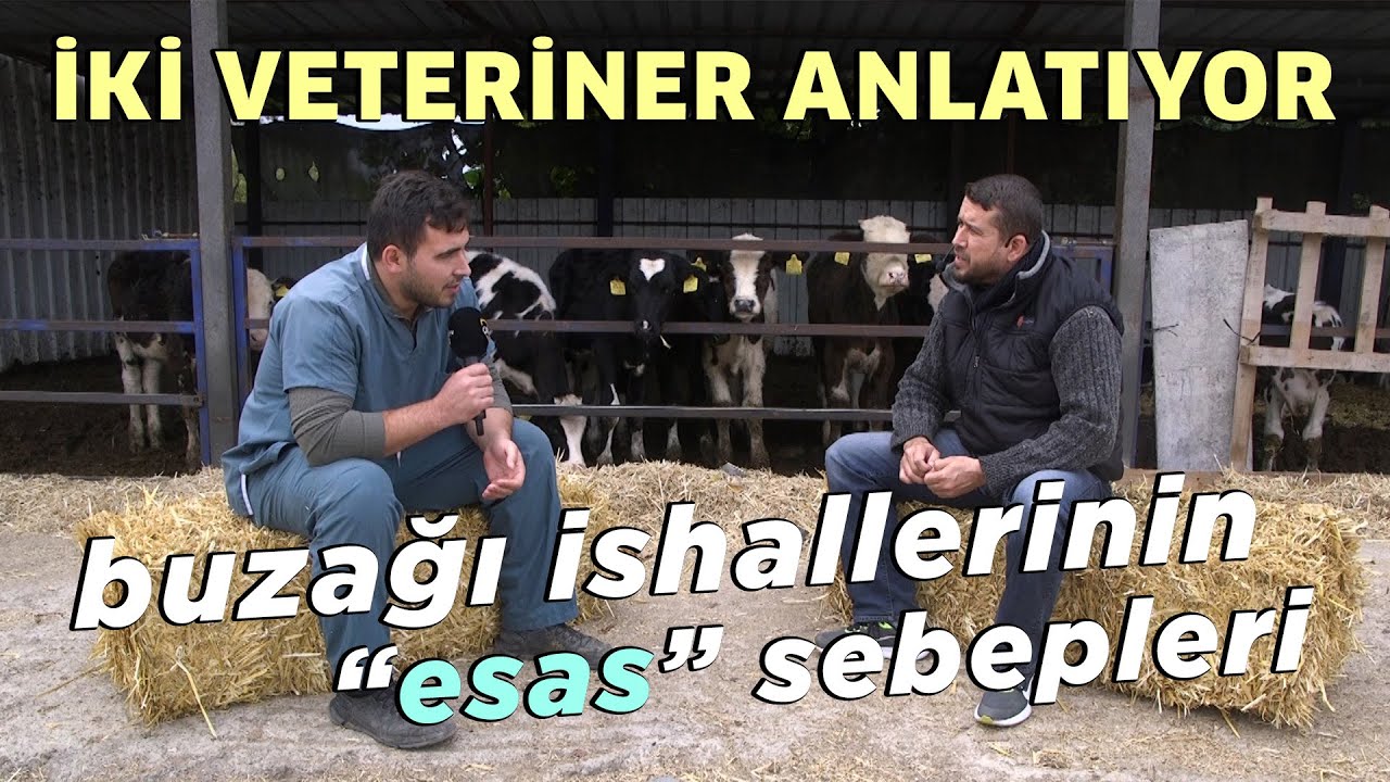 Buzağı İshallerinin “Esas” Sebepleri/Buzağıları Öldürmeden Nasıl İyileştiririz?-Bilinçli Hayvancılık