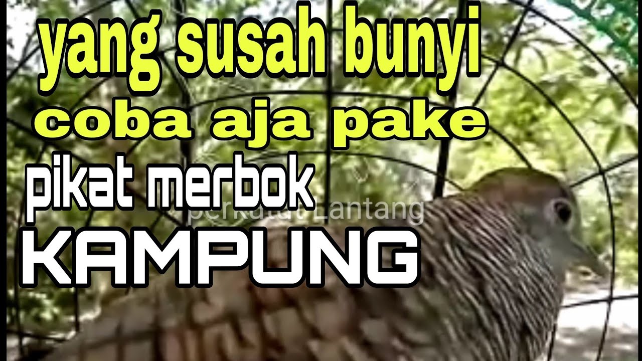 Perkutut Lokal Gacor Pikat Merbok  kampung