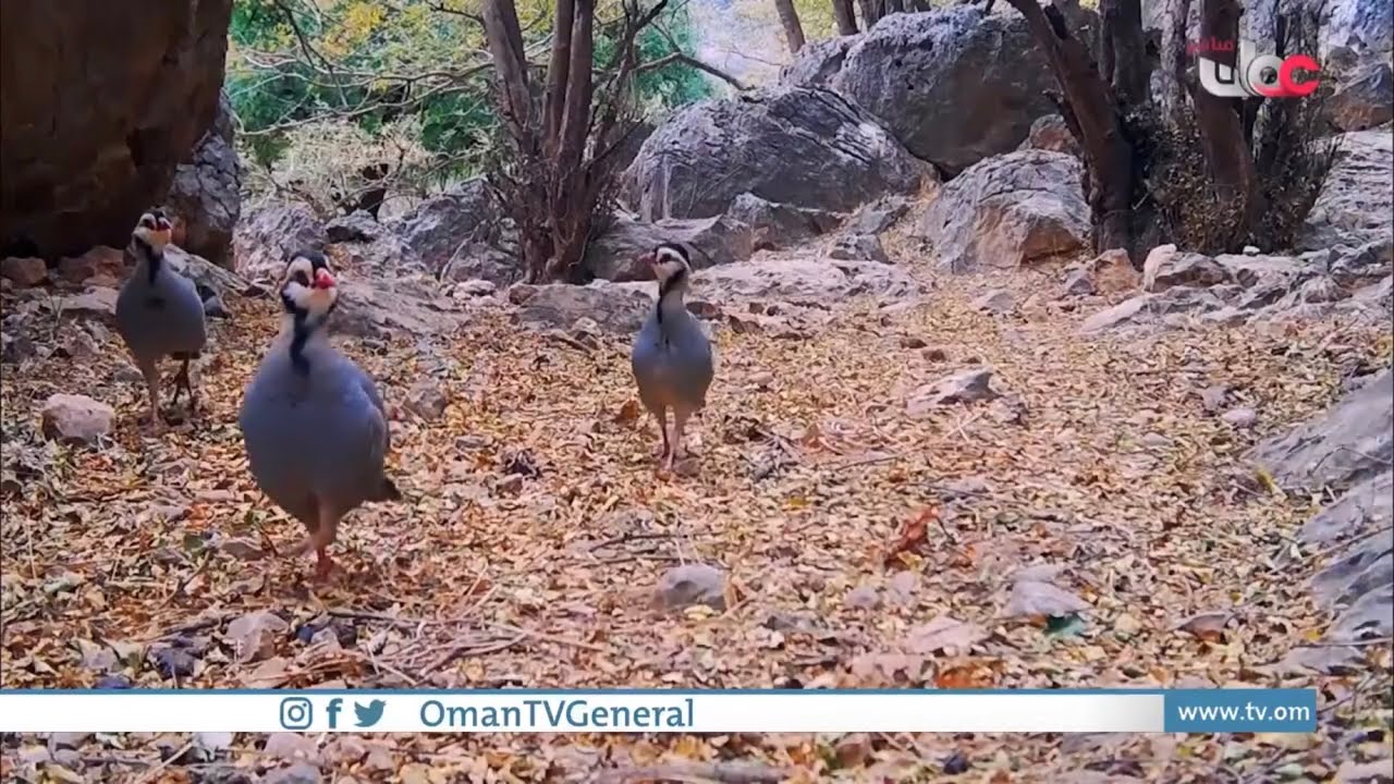 برنامج #الناس_والخريف الحلقة 13الحجل العربي