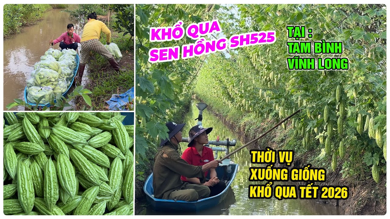 KHỔ QUA SEN HỒNG SH525 TẠI TAM B&Igrave;NH VĨNH LONG, THỜI VỤ XUỐNG GIỐNG KHỔ QUA TẾT 2026