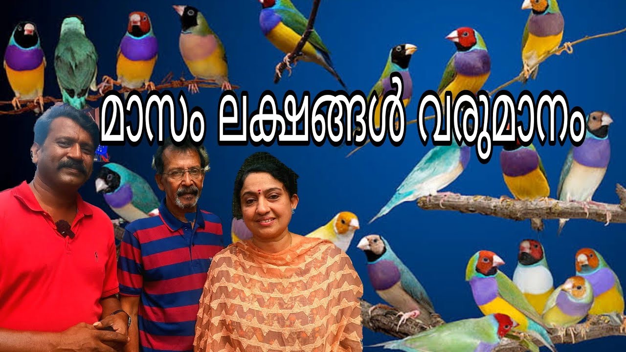 മാസം ഒരു ലക്ഷം വരുമാനം /കുഞ്ഞൻ കിളികൾ/ Finches Breeding Malayalam.