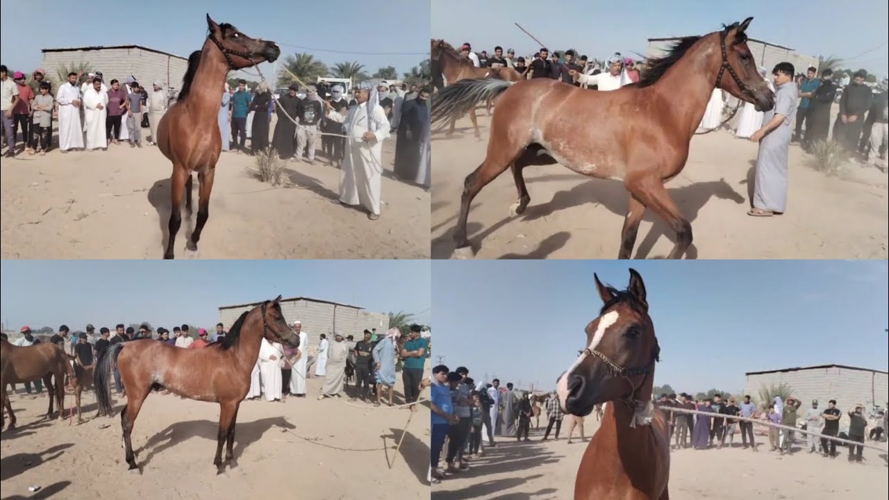 حصان عربي أصيل أحمر مصري أفنص أنباع مليونين ٢٥٠ألف🐎فرس عربية أصيلة صفره مرشوشه وصلت مليونين ٥٠ألف🐎🔥🐎