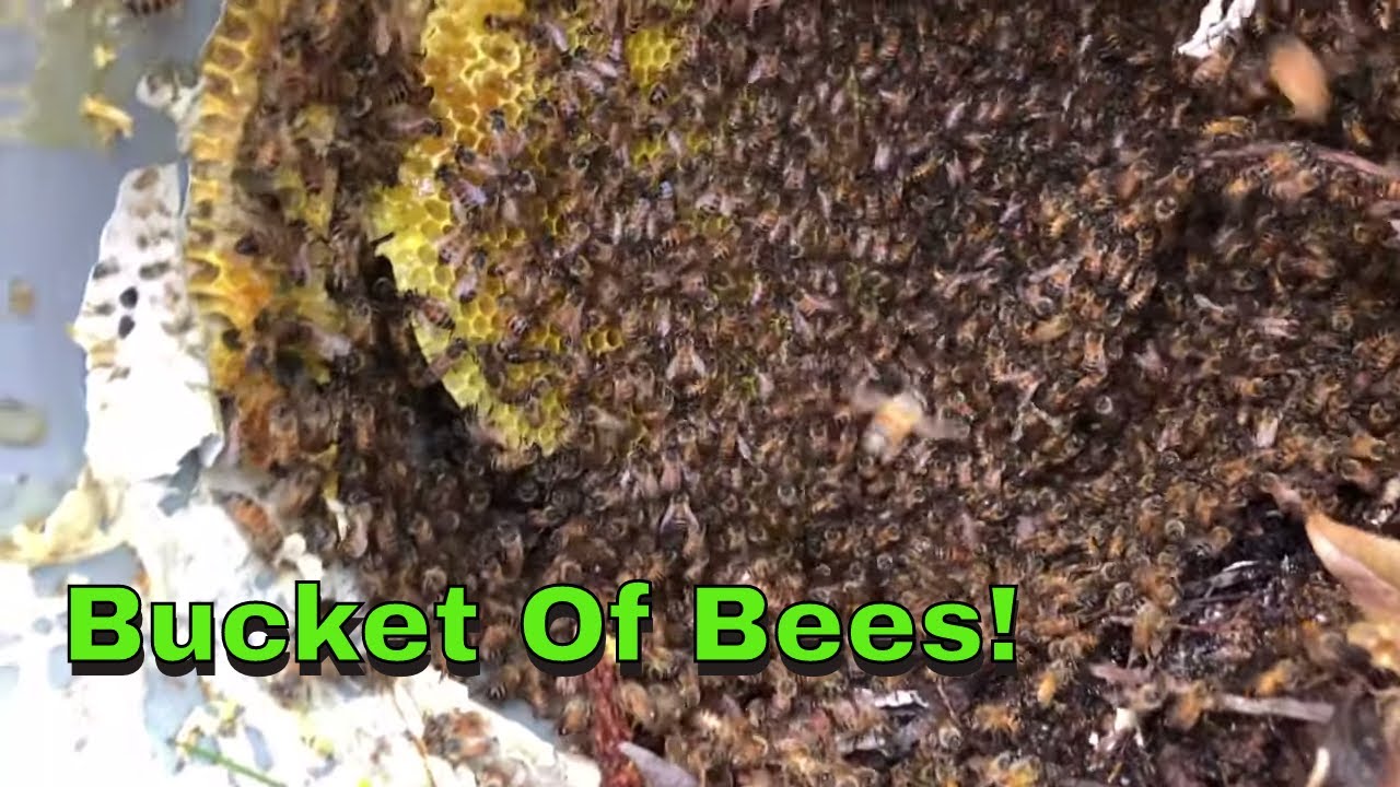 Beehive In A Bucket!