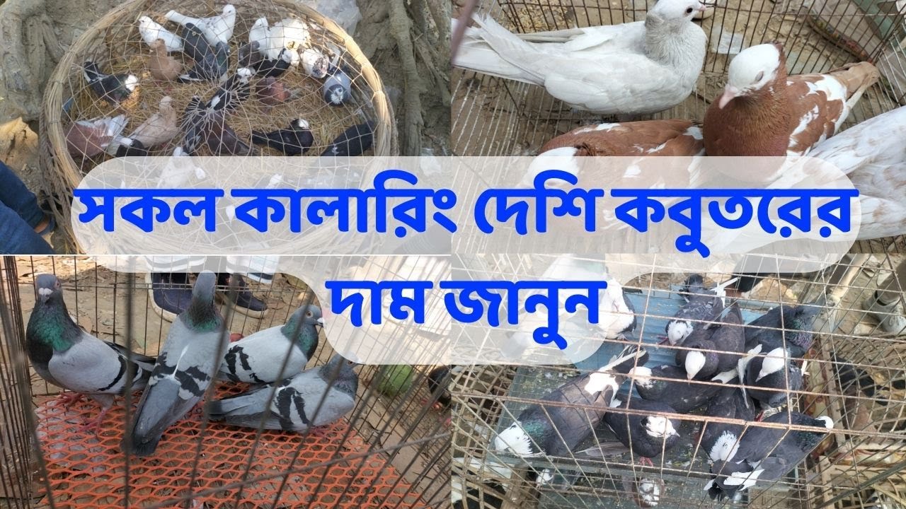 বর্তমান কালারিং দেশী কবুতরের ও ফেন্সি কবুতরের দাম জানুন #সৌখিনখামার ,pigeon market