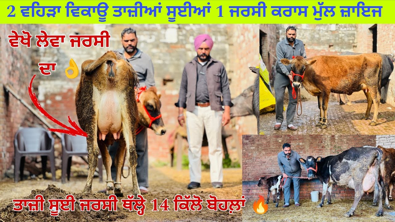 ਸੋਨੂੰ ਕੋਲ 2 ਵਹਿੜਾ ਤਾਜ਼ੀਆਂ ਸੂਈਆਂ ਵਿਕਾਊ ਜਰਸੀ ਥੱਲ੍ਹੇ 14 ਕਿੱਲੋ ਦੁੱਧ ਤਿਆਰ  ਪਿੰਡ ਲੋਹਕਾ (ਤਰਨਤਾਰਨ) 