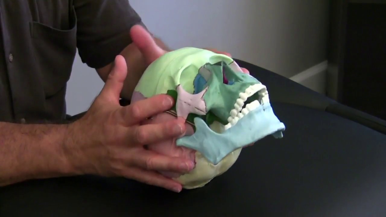 Lyons Institute - Craniosacral Biodynamics - The Greater Vault Hold