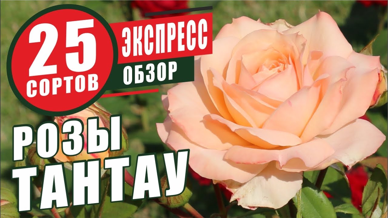 РОЗЫ ТАНТАУ. ЭКСПРЕСС-ОБЗОР 25 СОРТОВ. TANTAU ROSES. EXPRESS REVIEW 25 VARIETIES.