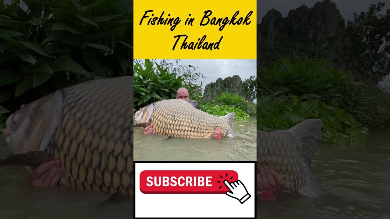 Carp fishing species test. fishing in Thailand Bangkok.