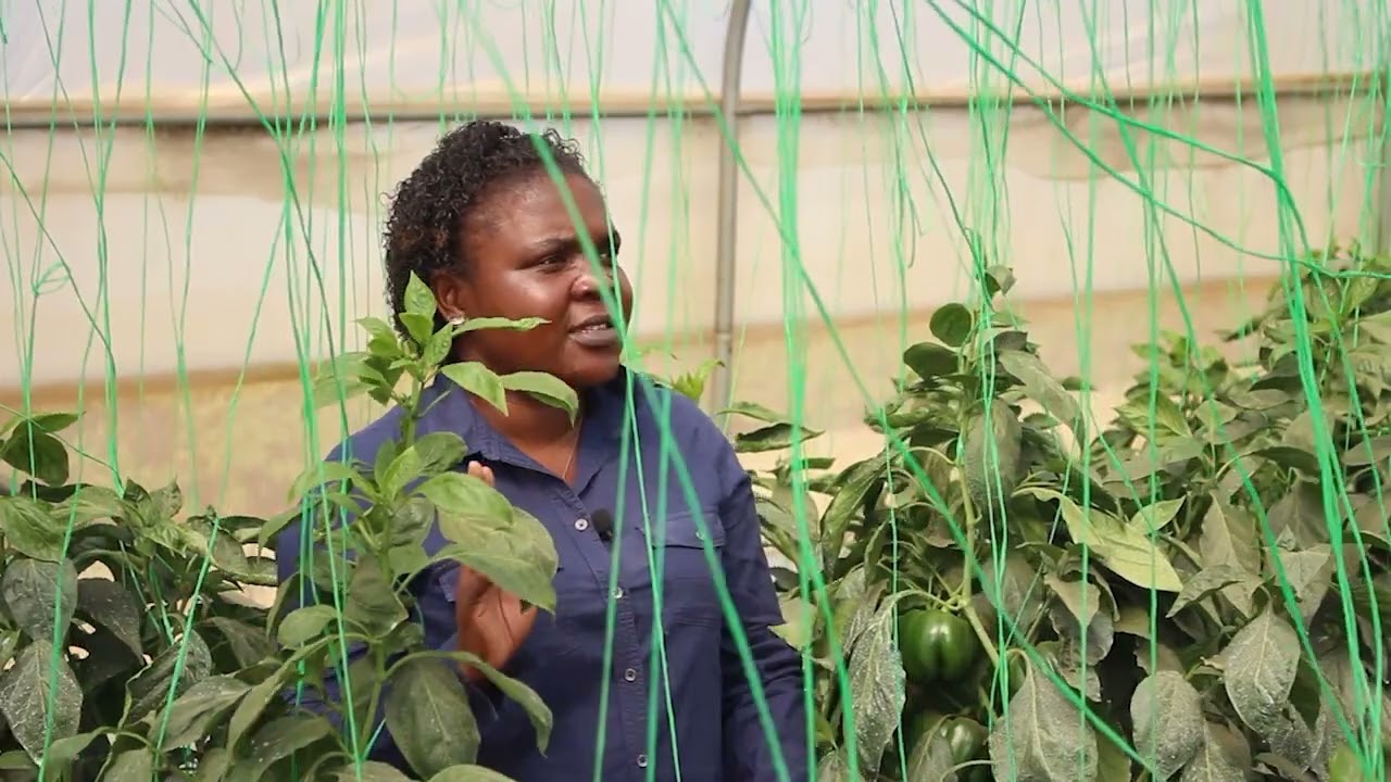 GREEN HOUSE PEPPERS VS OPEN FIELD PEPPERS PRODUCTION IN ZIMABAWE