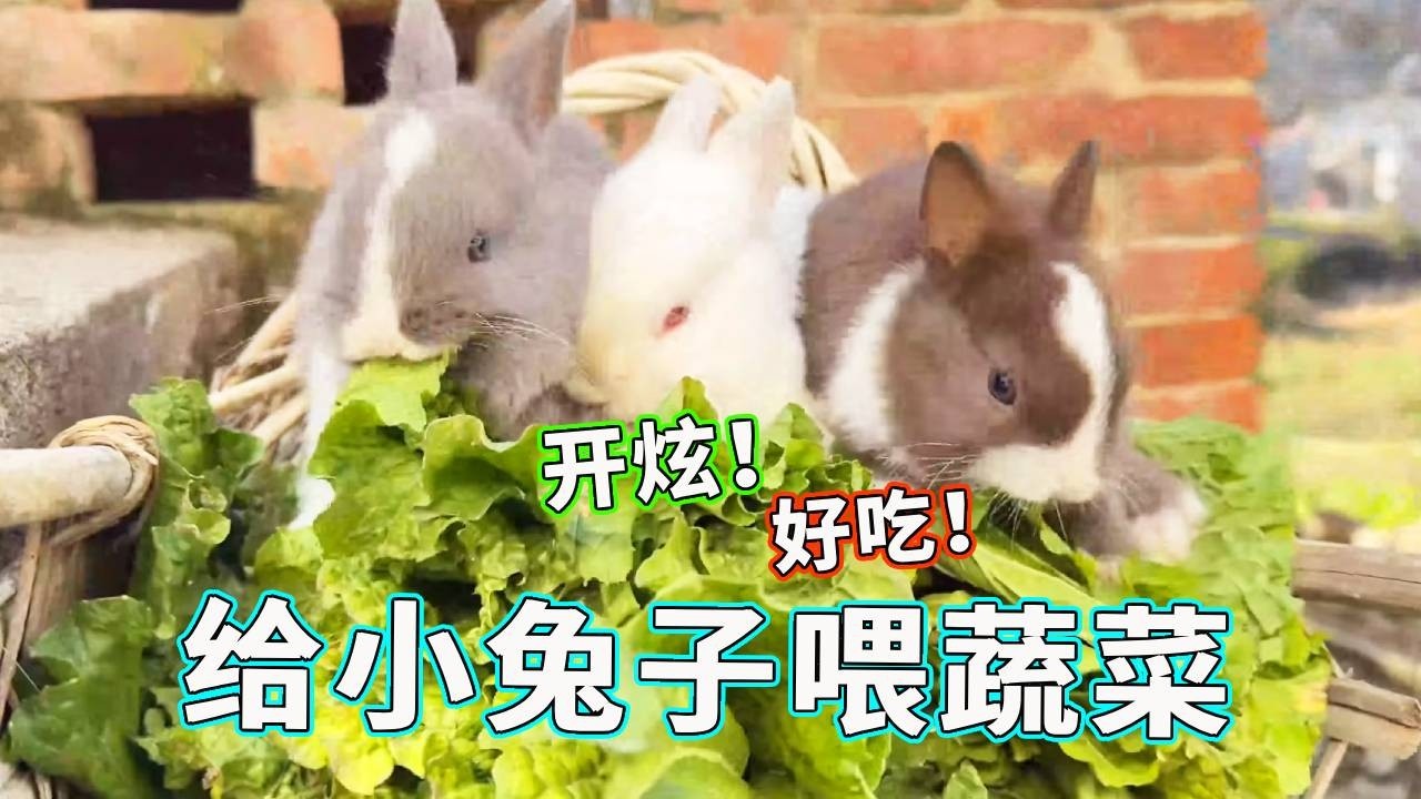 小兔子也要均衡饮食，新鲜蔬菜水果也要安排上！小兔子：好吃！爱吃！下次多拿点！【天下一场梦】