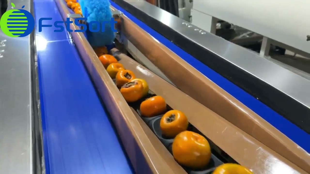 Persimmon sorting and packaging line.