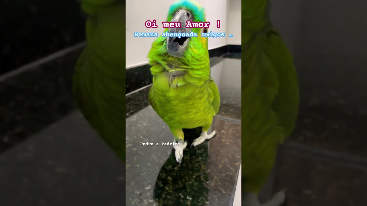 Papagaios Falantes Pedro e Pedrita oi meu amor! Semana aben&ccedil;oada amigos