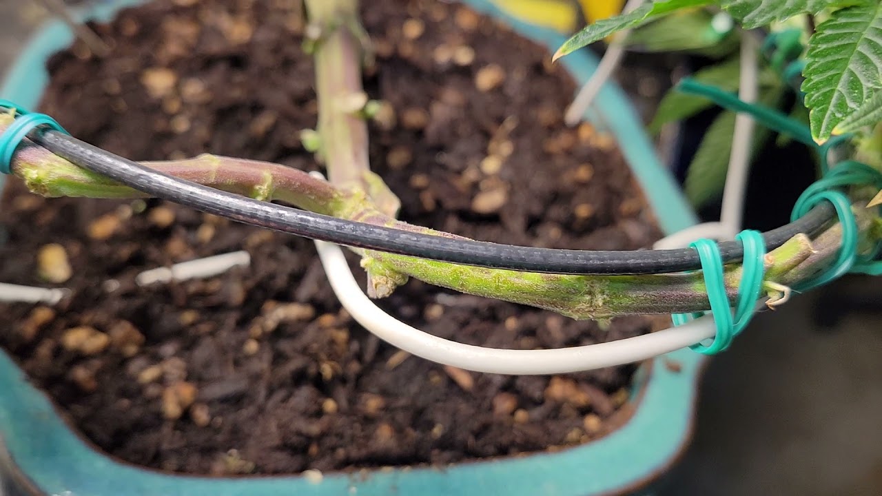 Cannabonsai veg week 5 Cannabis bonsai #Fecida UFO1000 LED  #simproformula #cannabonsai