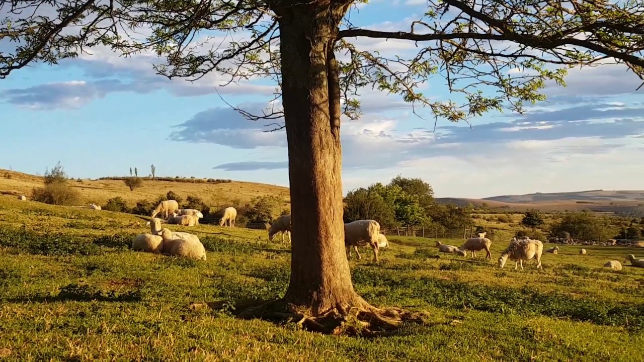 #CattleFarm #Elliot #TheGuardian #GuestLodge