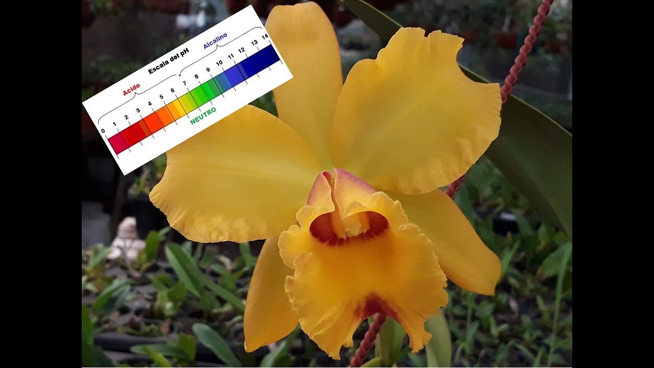 Fertilización de orquídeas (2da parte). Importancia del pH