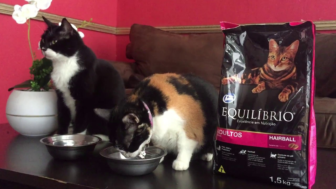 Makanan Kucing Murah Dan Bagus Equilibrio Tapi Bulu Kucing Rontok?