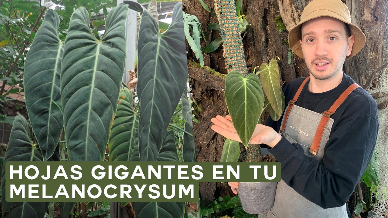 Cuidados del Philodendron Melanocrysum🍃 ¡Un Philodendron de Hojas Grandes!