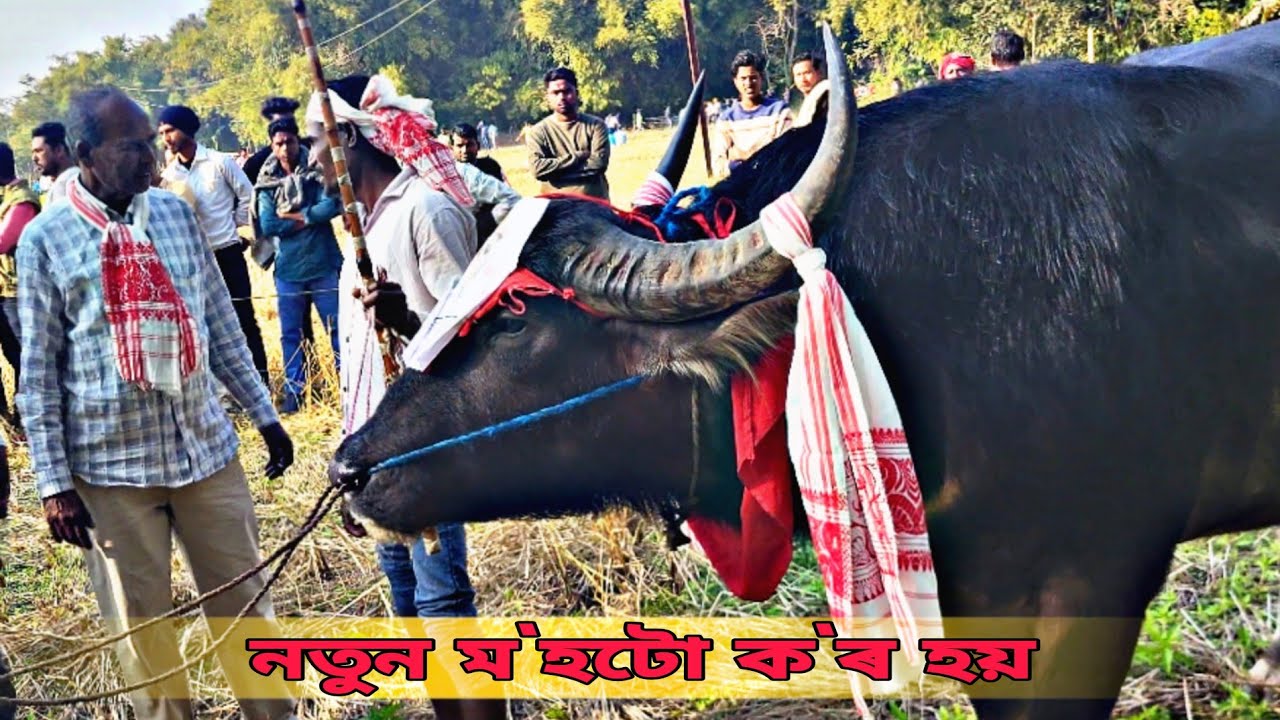 KOPAHERA MOHJUJ R NOTUN MOH TU #mohjuj #mrblackextra ##mohorjuj 