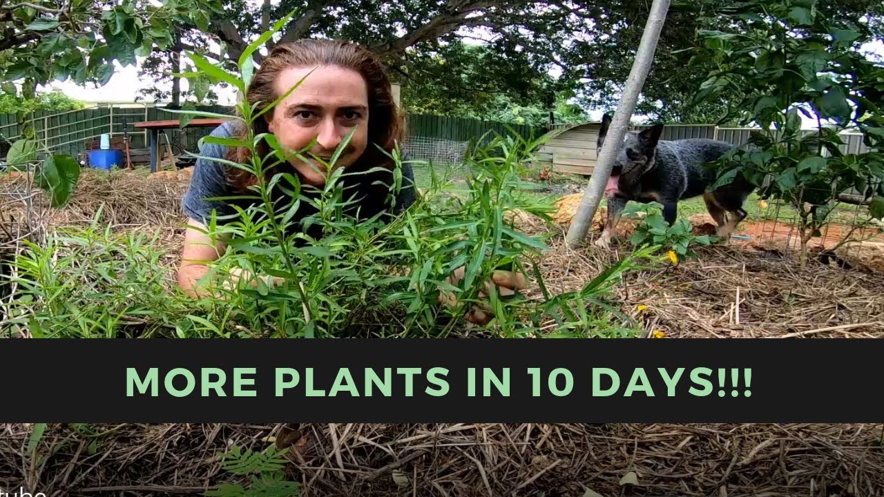 How To Grow Tarragon From Cuttings- In just 10 days!!!