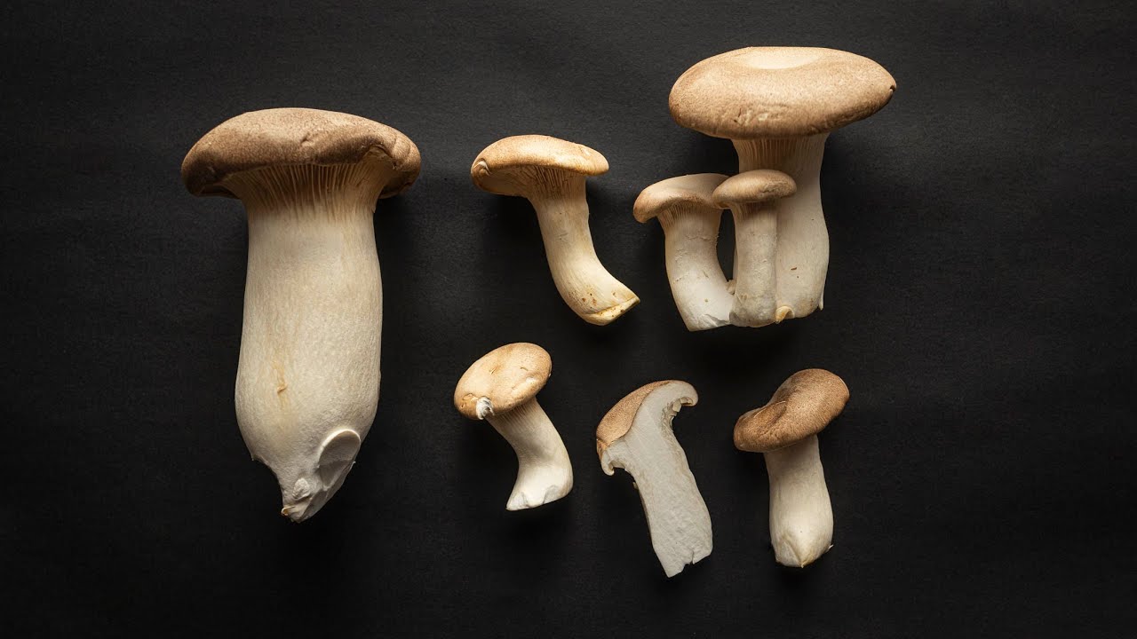 Cooking with King Trumpet or King Oyster Mushrooms (Pleurotus eryngii)