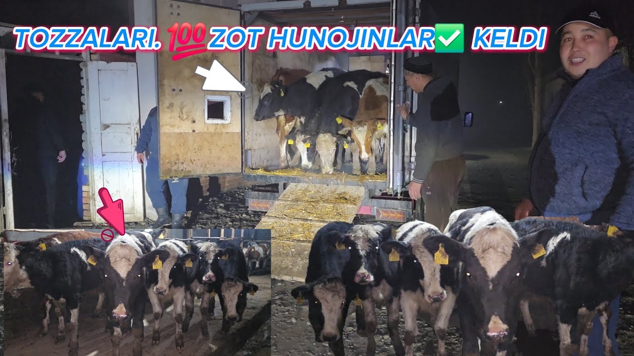 ☎️94.951.93.00🫡 ZOTI💯 QONI 💯 TOZZALARI #12 BOSH YOSH HUNOJINLAR MANZIL⛳️GULISTON👍 #dangalsavdo #mol 