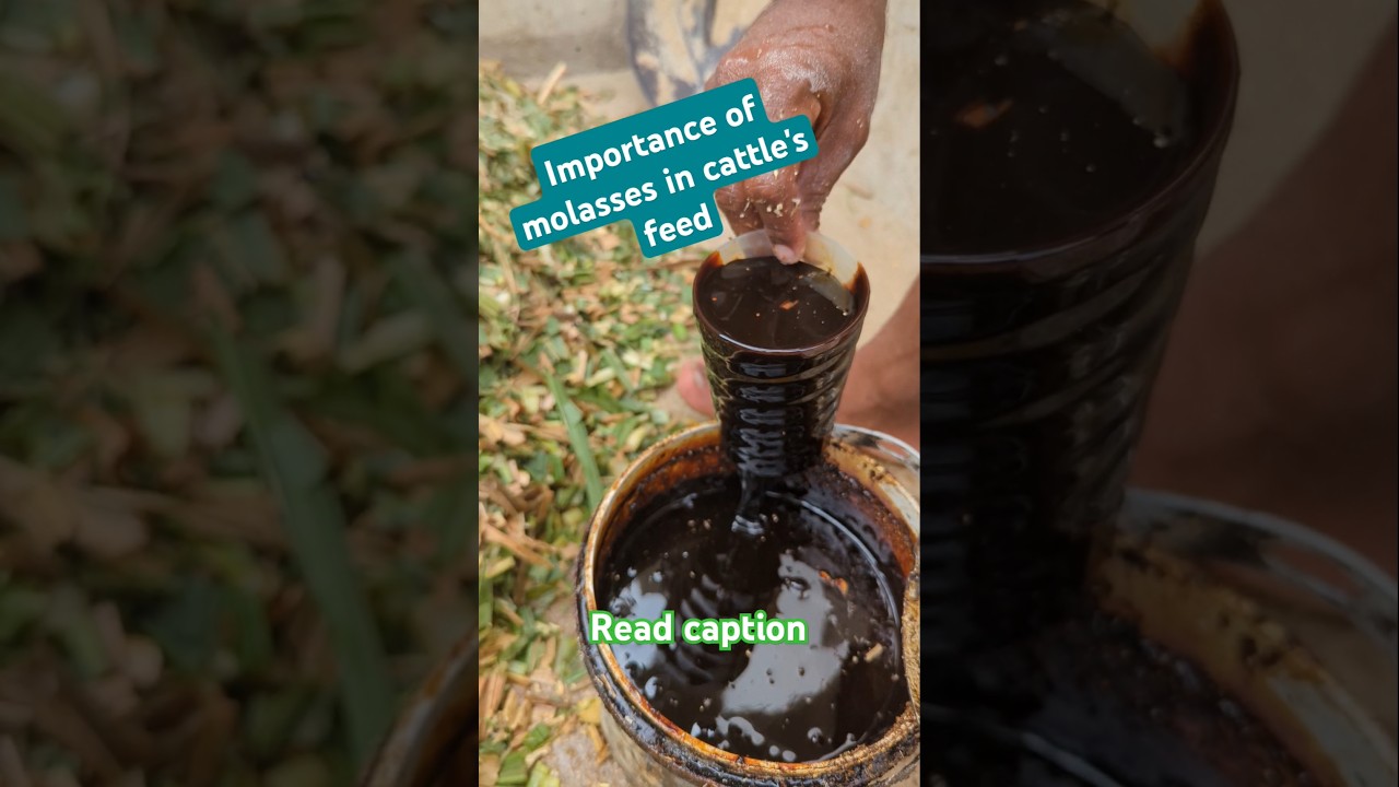 Importance of molasses in cattle's feed