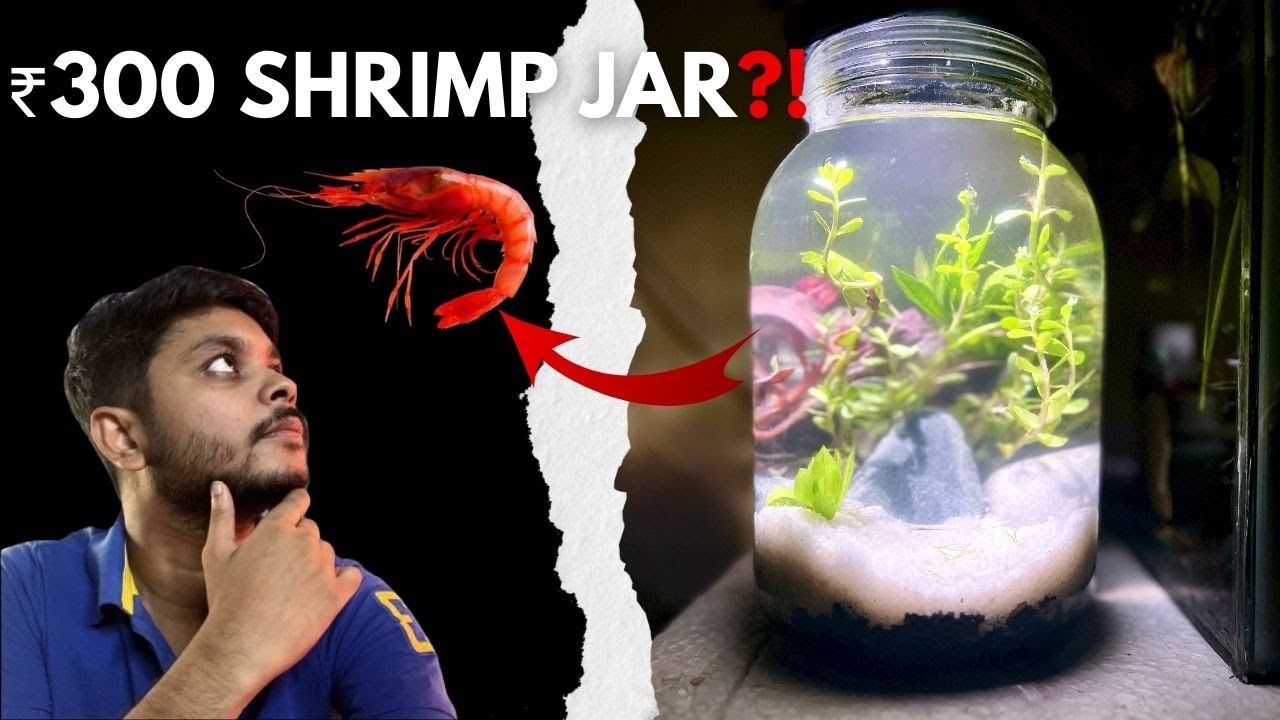 I Built a Shrimp Jar in ₹300… Is It Worth It?