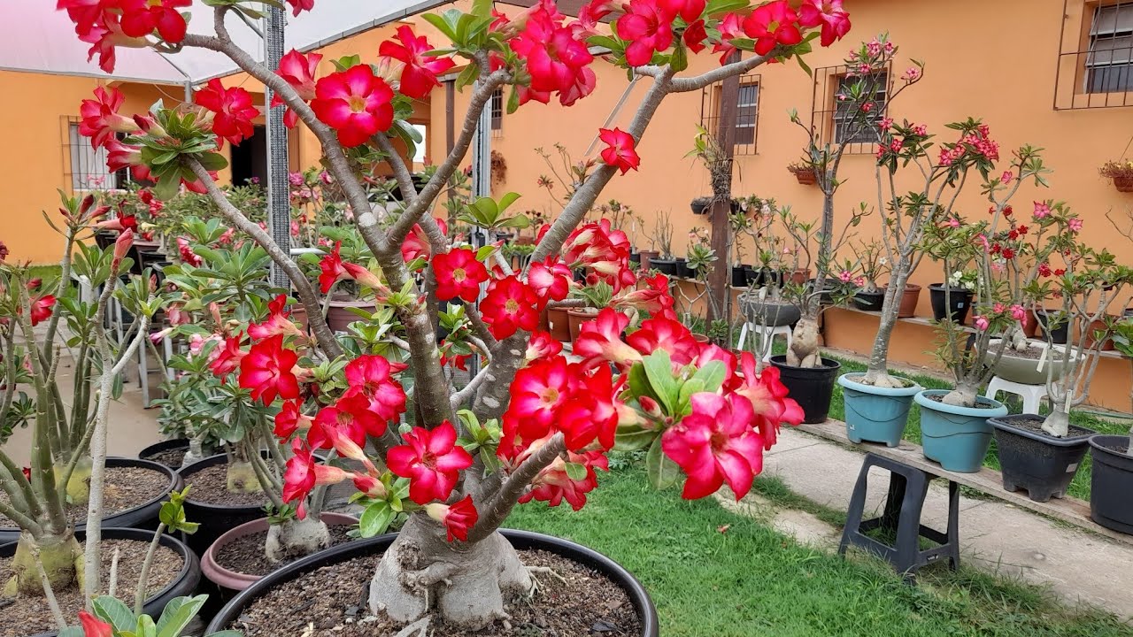 Como  ter  rosas do deserto  com  floração  maravilhosa. 