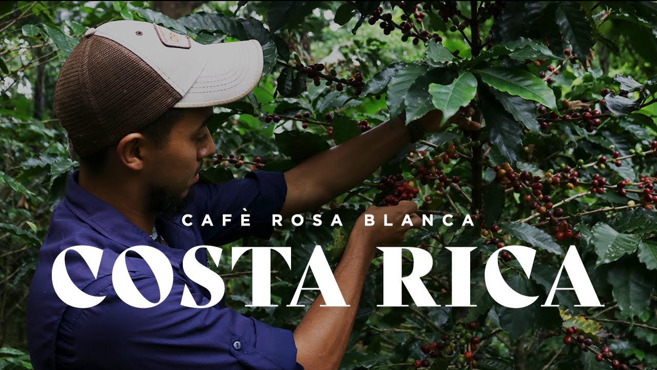 The Art of Coffee Farming in Costa Rica