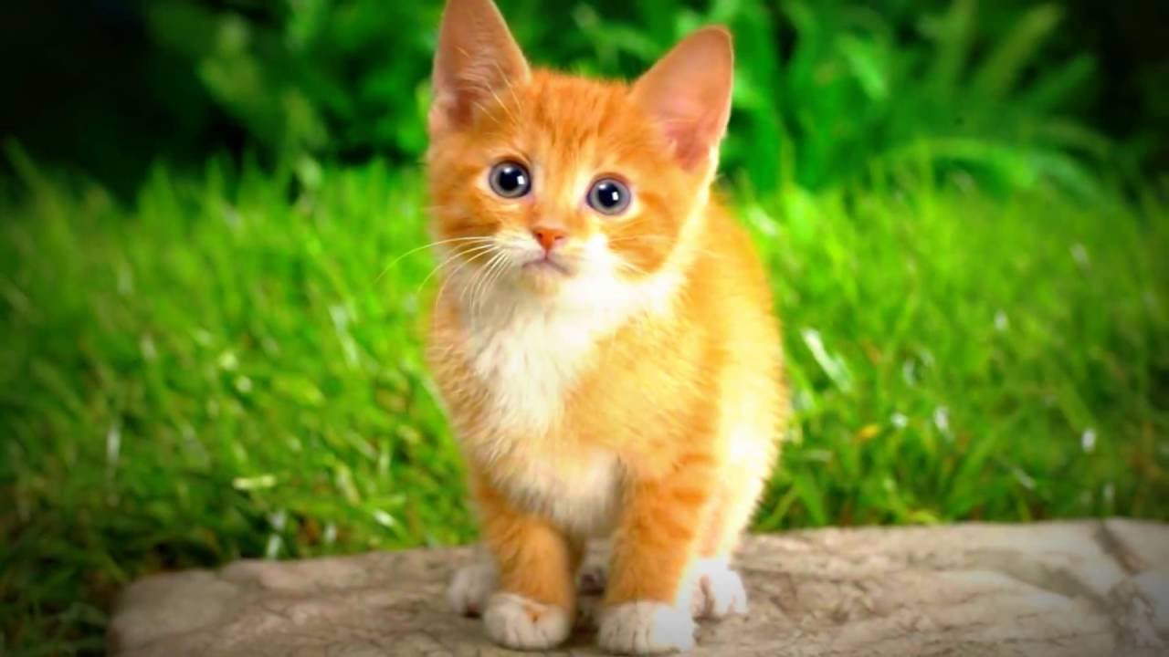 Warrior Cats Feuersterns Stammbaum