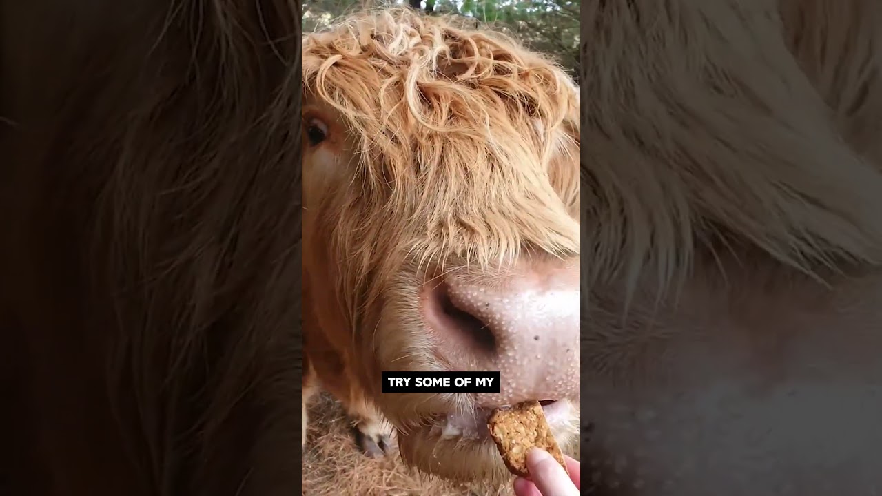 Cows Want Anzac Slice! Ozzy Man Quickies