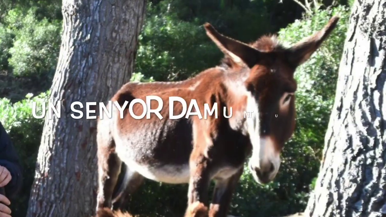 Un senyor damunt un ruc (amb lletra) - Imatges dels Carandines