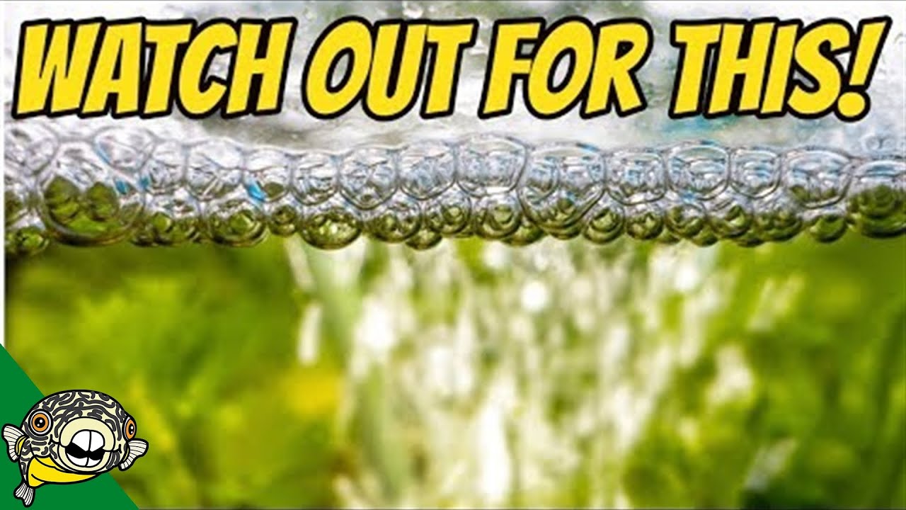 Don't Miss These Signs in your Fish Tank!