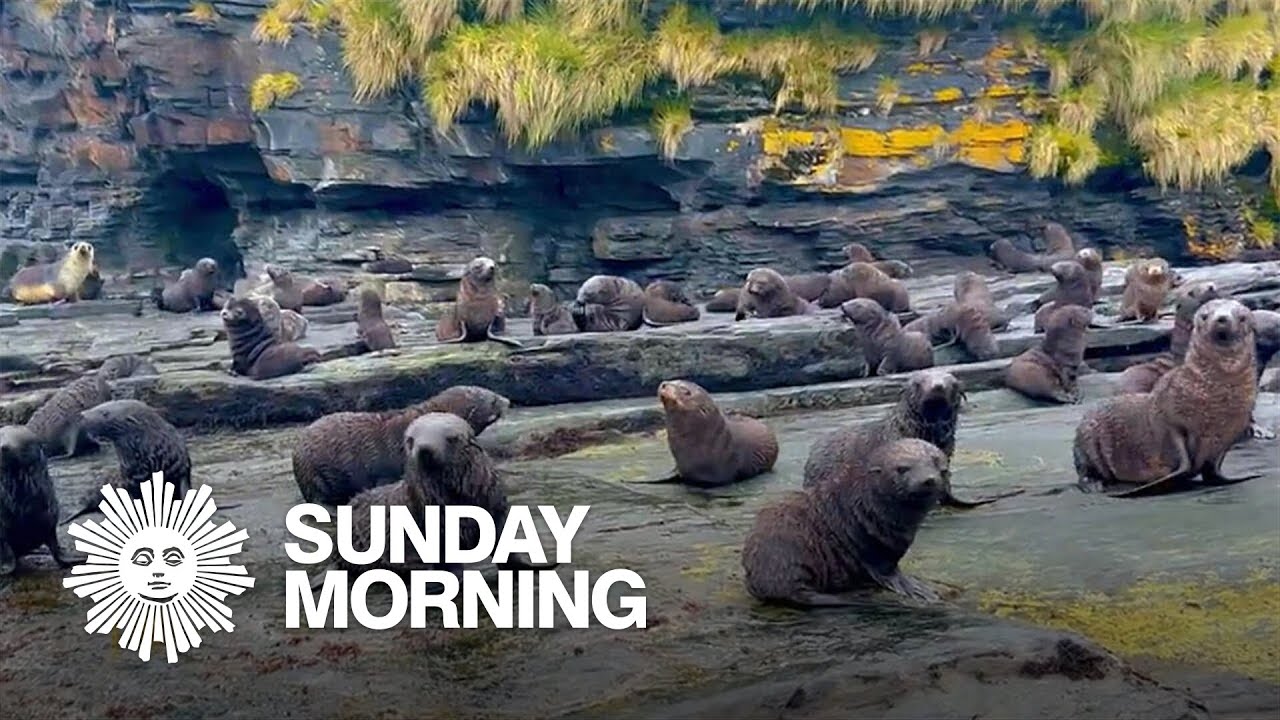 Nature: Fur seal pups on South Georgia Island