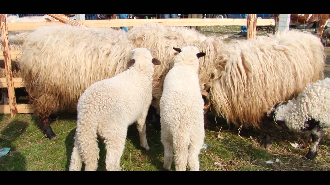 Sighetu Marmației - Simte Maramureșul - Film de prezentare