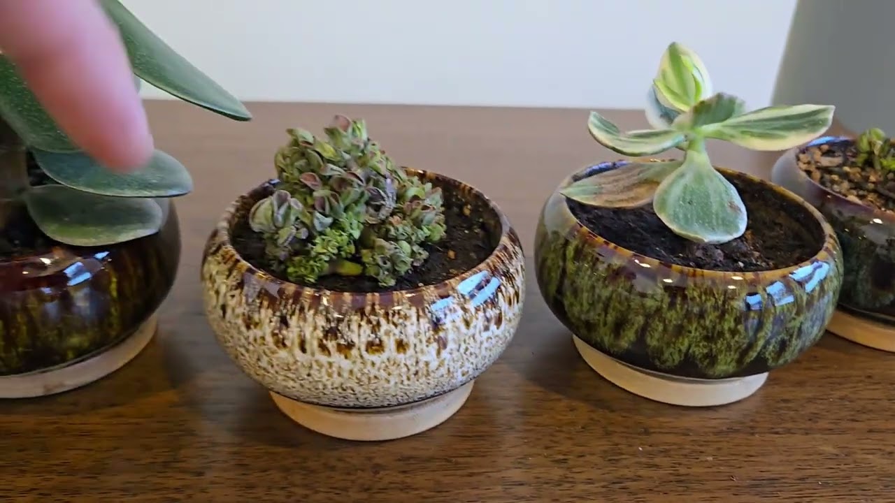 Quick Review of the LamDawn Cute Ceramic Succulent Garden Pots