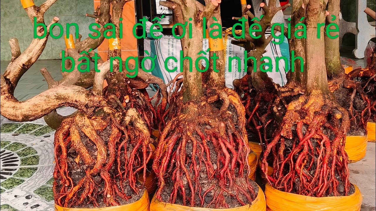 Ngày 23/2 bon sai đế ơi là đế giá rẻ bất ngờ chốt 0332793171 hoàng tuấn