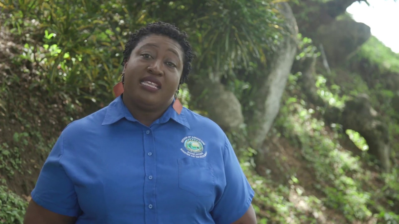All Ah We Own   Tobago Main Ridge Forest Reserve