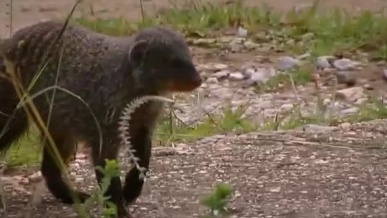 The Chase is on! | Banded Brothers (The Mongoose Mob) | BBC Earth