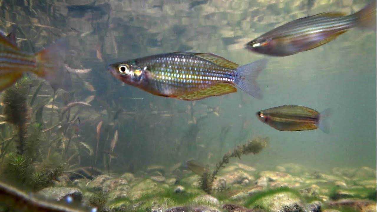 Life in the Calliope River Central Queensland Australia