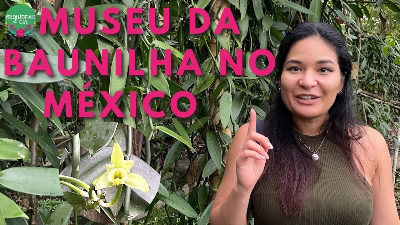 Visitando o Museu da Orquídea Baunilha: Diferenças entre a Vanilla planifolia e pompona