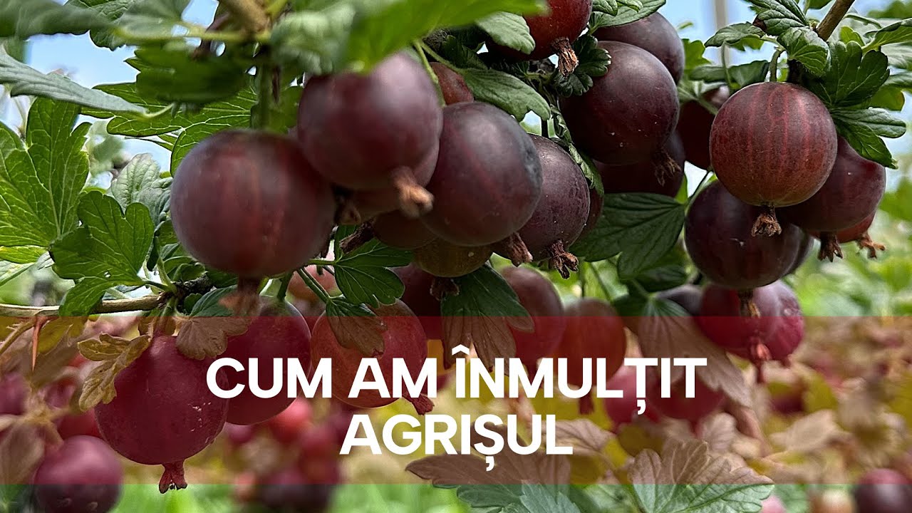 Cum inmultim Agrisul? Metoda foarte simpla de a produce butasi de agrisi acasa, simplu si fara efort
