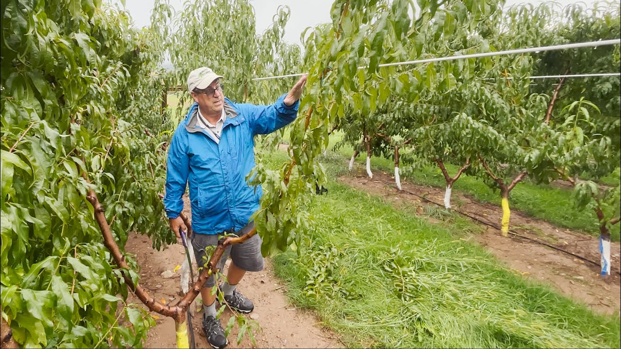 Intensive peach renewal pruning trial method at Penn State University