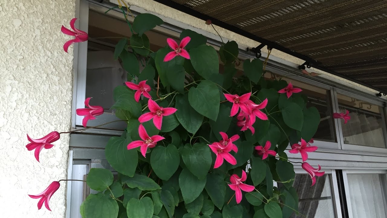 クレマチス「春の芽出しから秋の剪定」その一年の生育記録