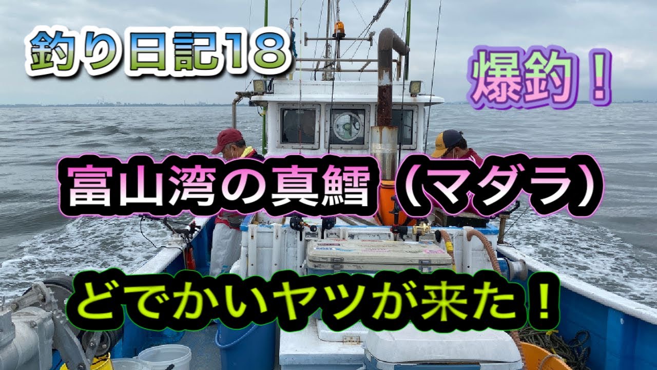 【富山湾の真鱈（マダラ）】：初体験で爆釣というビギナーズラックを体験しました。
