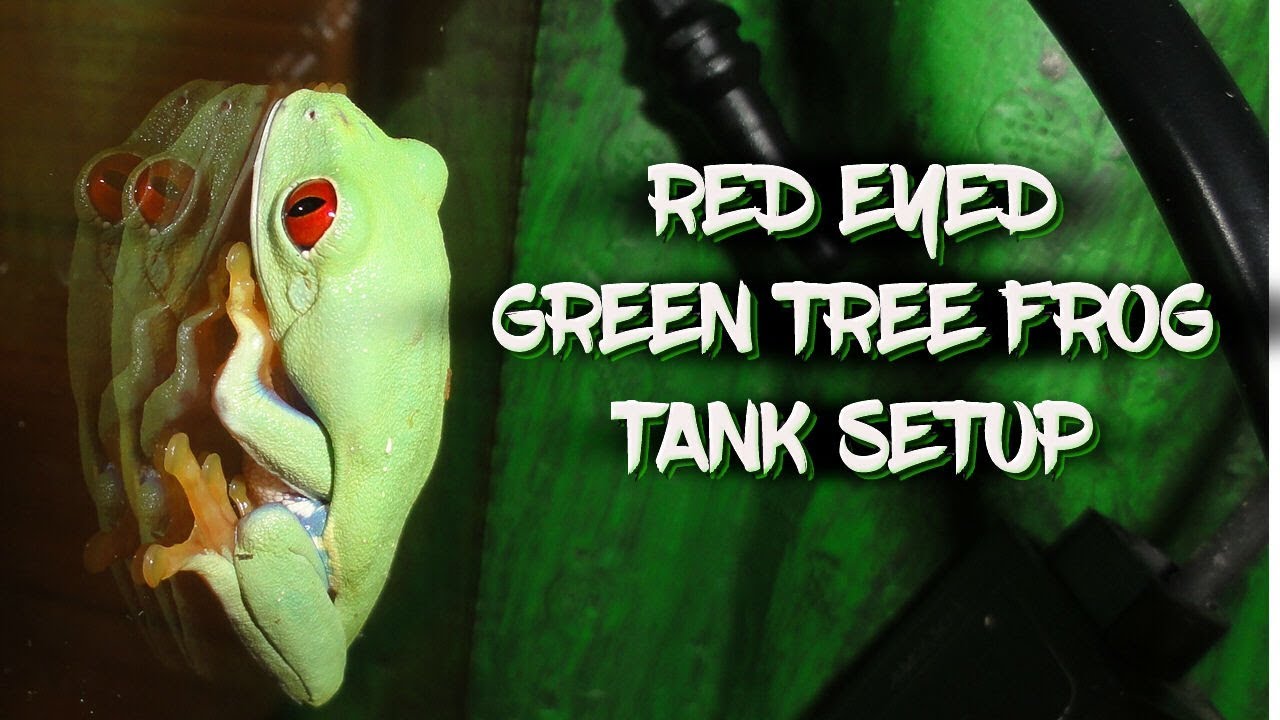 Red Eyed Green Tree Frog Tank Setup