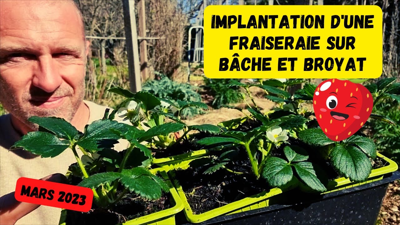 Implantation d'une nouvelle fraiseraie avec bâche (pas beau mais efficace !) #potager